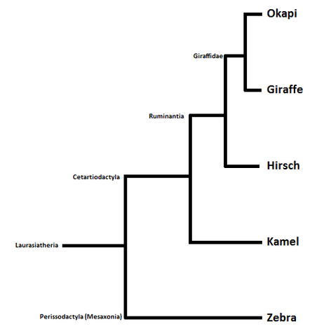 Okapi Embryological Development Evolution/ Verwandtschaft/ Okapi? (Schule, Tiere, Biologie)