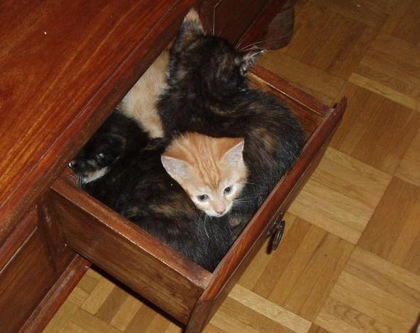 Boaaahhh... welcher Idiot hat hier das Licht angemacht ?! - (Krankheit, Katze, Katzen)