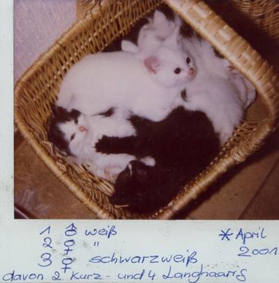 unwiderstehlich, ein Korb voll Anmut ! Ich kann sie nicht da lassen! - (Krankheit, Katze, Katzen)