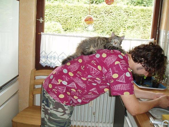 Rudi, im wahrsten Sinn der Schalk im Nacken. Bitte beachten: der gelbe Schwamm! - (Krankheit, Katze, Katzen)
