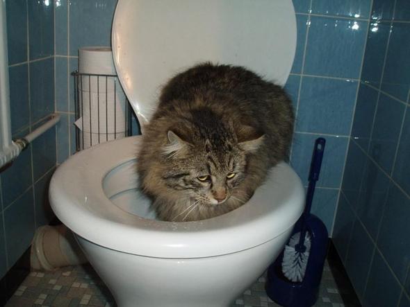 hm.... Wasserqualität ist okay! - (Krankheit, Katze, Katzen)