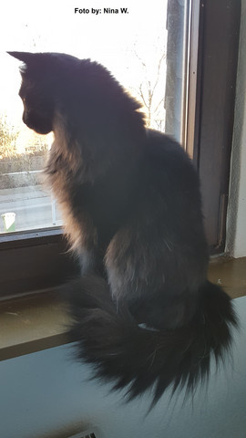 maine coon ohne langes fell kann es