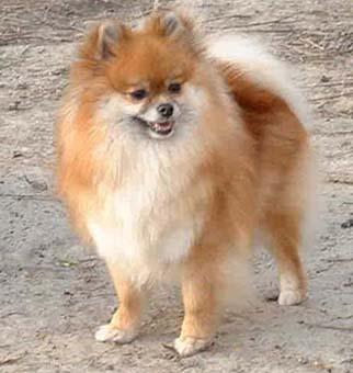 Zwergspitz - (Hund, Rasse, Hunderassen)