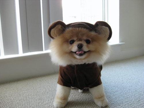 Boo - (Hund, Rasse, Hunderassen)