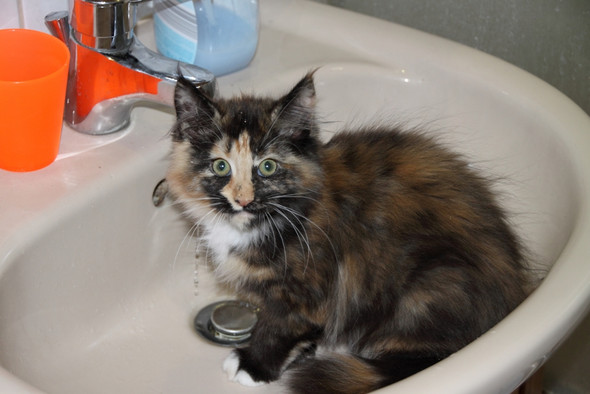 maine coon ohne langes fell kann es