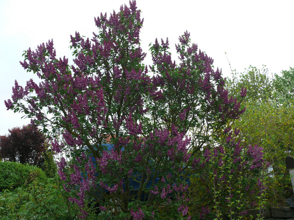 - (Tiere, Pflanzen, Garten)