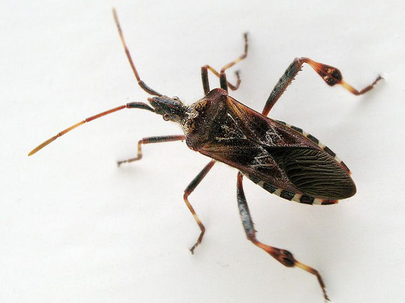 - (Tiere, Insekten)