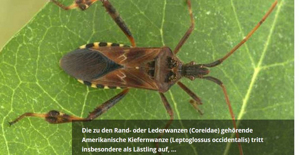 - (Tiere, Insekten)