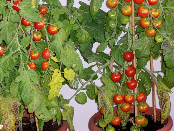 - (Tiere, Pflanzen, Garten)