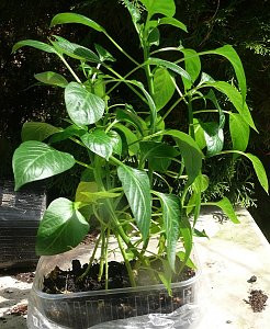 - (Garten, Pflanzen, Blumen)