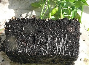 - (Garten, Pflanzen, Blumen)