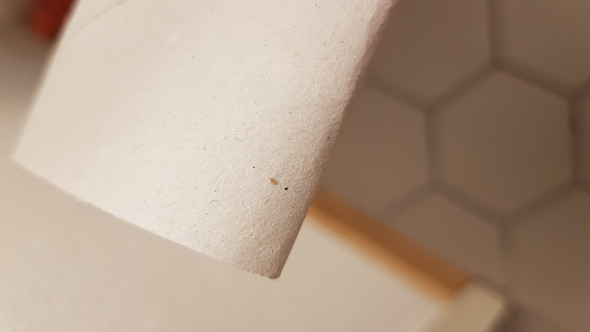 Winzige Beige Tierchen In Kleidung Bett Gefunden Was Ist Das Bild In Kommentaren Tiere Insekten Ungeziefer