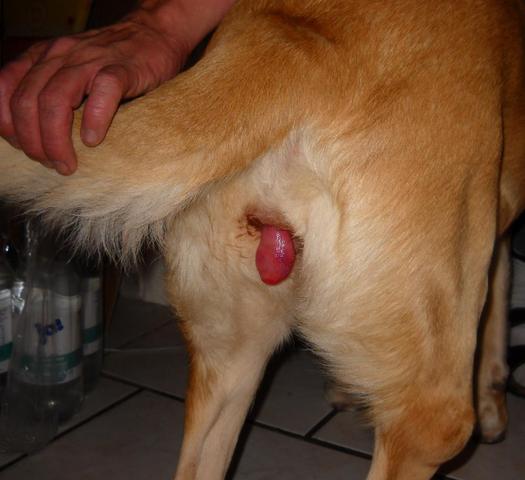 hund geschwulst aus vagina gesundheit tiere krankheit