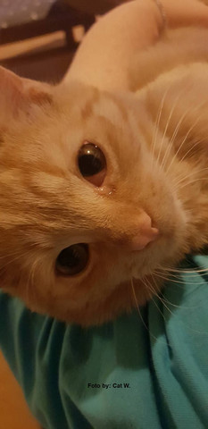 Wenn Katzen Sich Gegenseitig Krallen Bluten Die Dann Auch Wie Wir