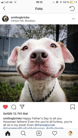 Grinsen/lächeln eure Hunde oft? (Tiere, Hund)