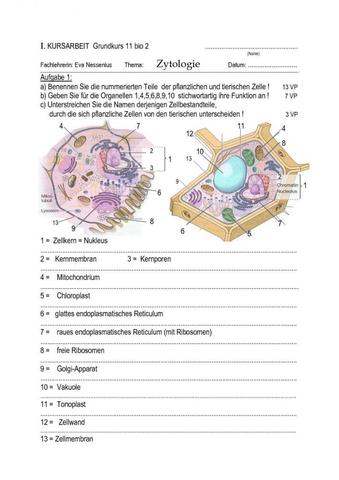 tierische und pflanzliche Zelle mit Zellorganellen - (Schule, Biologie, Zellen)