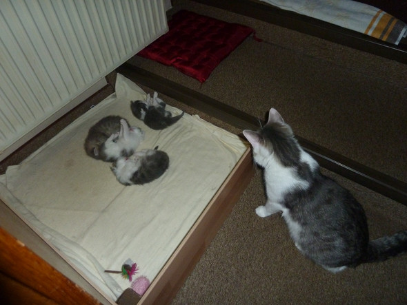 Meine Katze Hat Heute Ihre Babys Bekommen Medizin Tiere