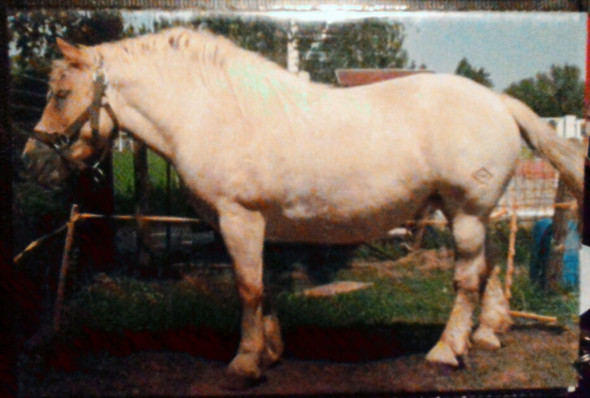 rosi (1) - copyright ponyfliege - (Pferd, Shire Horses)