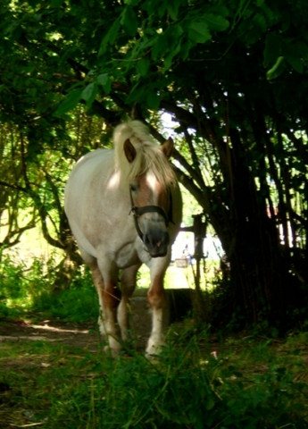 rosi (2) - copyright ponyfliege - (Pferd, Shire Horses)