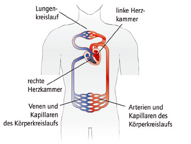 Arterie Und Vene Schule Gesundheit Und Medizin Tiere Arterie Und Vene Schule Gesundheit Und Medizin Tiere
