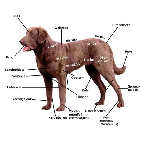 mein hund humpelt plotzlich gesundheit und medizin tiere medizin
