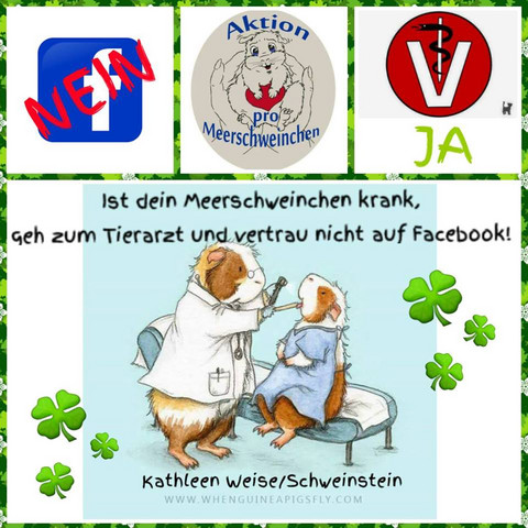 - (Verletzung, Meerschweinchen)