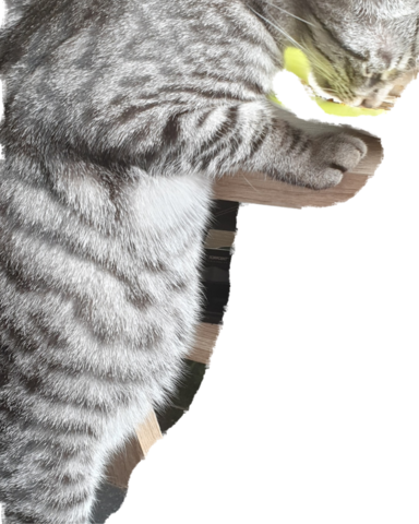 wann wird denn meine Katze ihre Babys bekommen, man kann ...