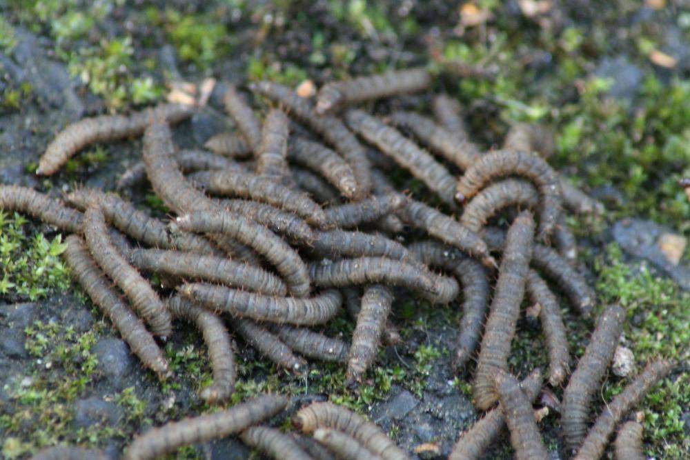 Schwarze Würmer auf dem Waldboden (Tiere, Insekten, Wald)
