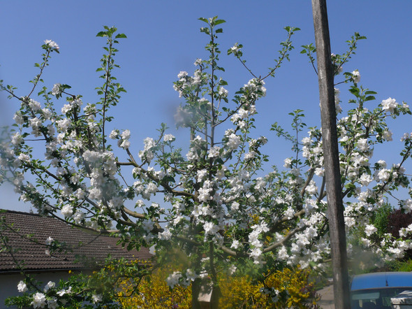 - (Garten, Baum, Apfel)