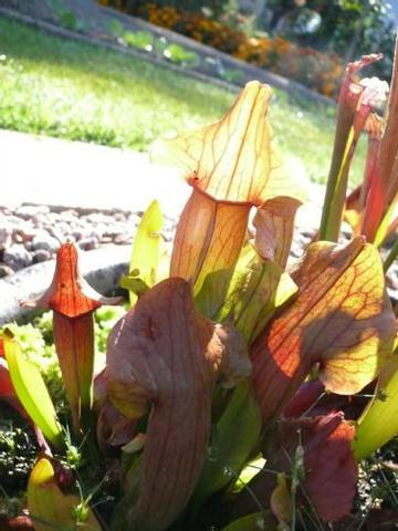 trichterpflanze - (Pflanzen, Blumen, Botanik)