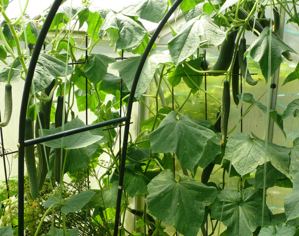 - (kaufen, Garten, Gewächshaus)