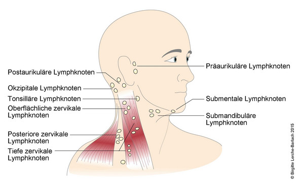 Am rechts geschwollen lymphknoten hals Lymphknotenschwellung »