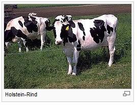 Holstein-Rind - (Essen, Küche, Landwirtschaft)