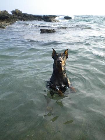 schwimmender Dobi - (Hund, Wasser, schwimmen)