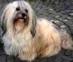 Unterschiede Zwischen Shih Tzu Malteser Und Havaneser Tiere Hund Unterschied