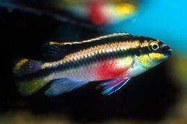 Pelvicachromis pulcher - (Tiere, Fische, Aquarium)