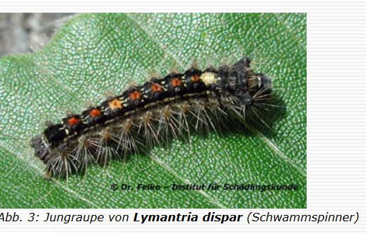 - (Tiere, Biologie, Raupe)