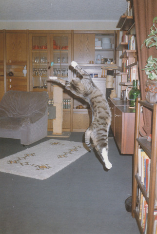 - (Menschen, Foto, Katzen)