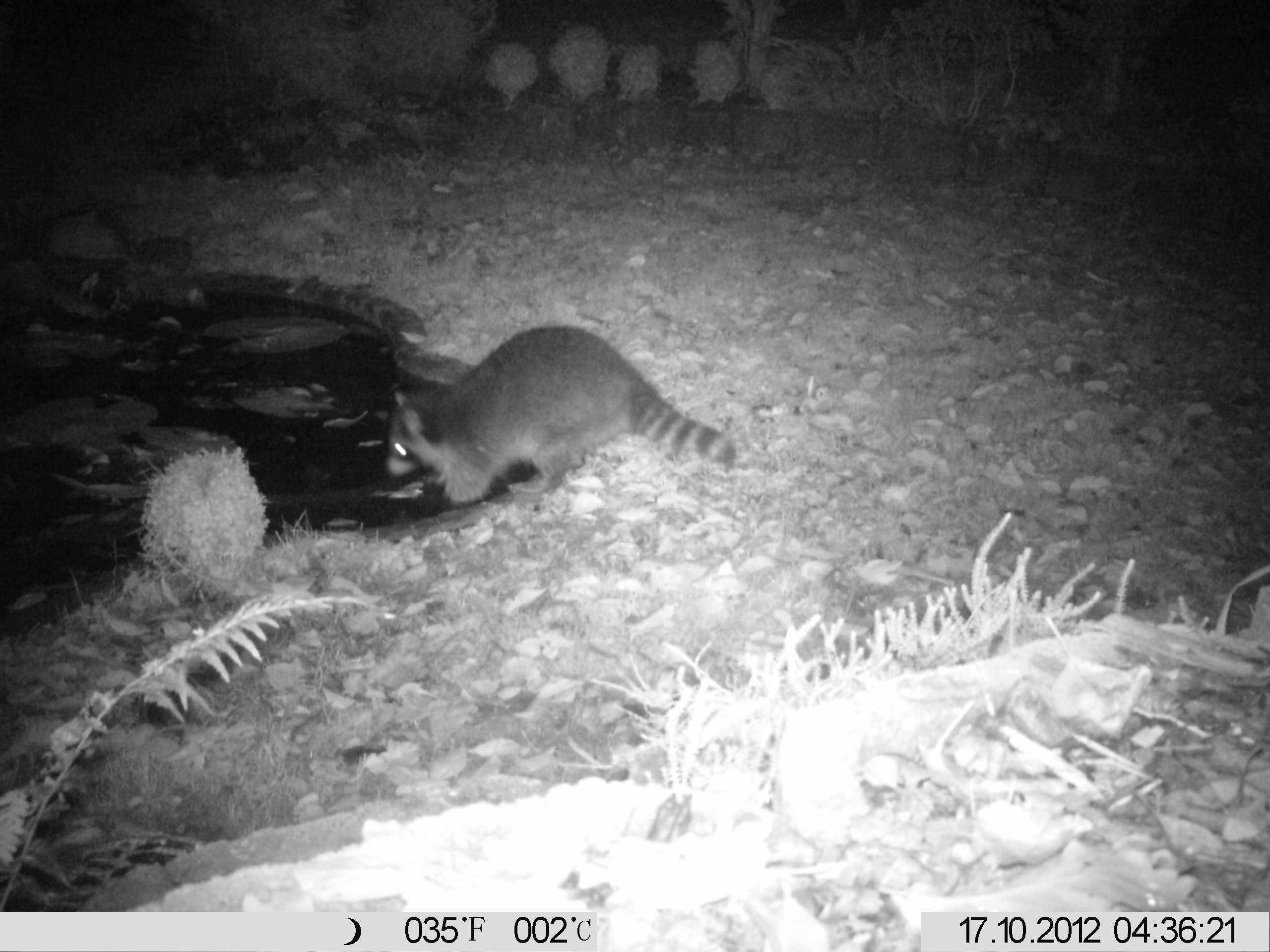 Marder oder Waschbär auf Dachboden Kot? (Biologie, Haus