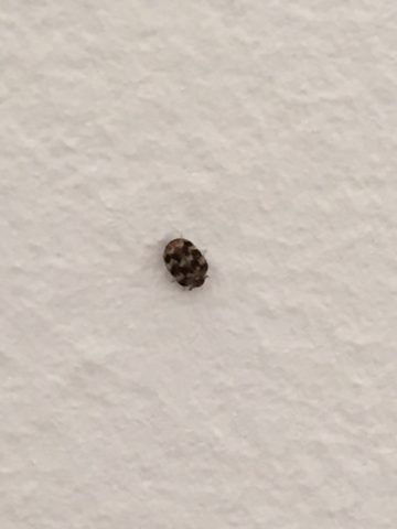 Zikaden bekämpfen Zikaden bekämpfen