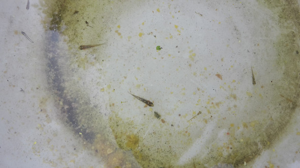 Goldfisch Laich Teich Goldfische Fischeier