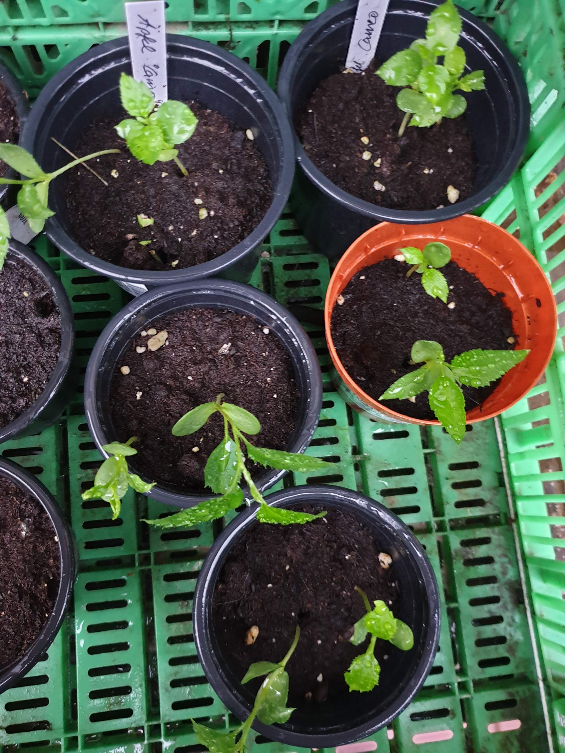 Flammenbaum Delonix regia samen kaufen
