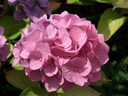 Rosa Hortensie - (Pflanzen, färben)