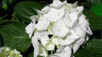 Weiße Hortensie - (Pflanzen, färben)