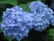 Blaue Hortensie - (Pflanzen, färben)