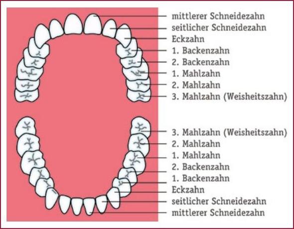Wie zählt man die Zähne? (Gesundheit, Zahnmedizin)