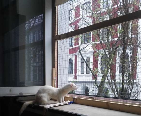Frettchen Ohne Kafig Halten Tiere Haustiere Haltung