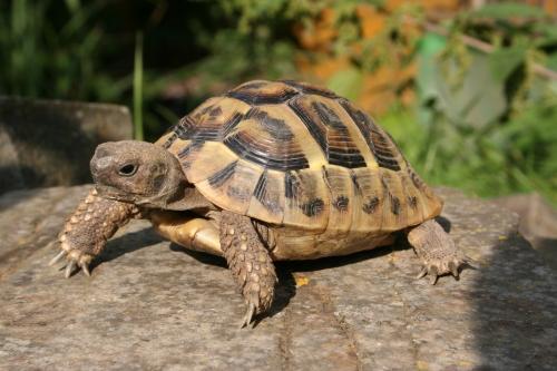 griechische Landschildkröte - (Garten, Schildkröten, Teich)