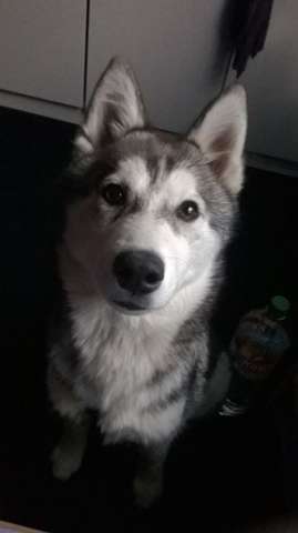 Grauer Husky Vs Schwarzer Husky Hund Zucht Zuchter