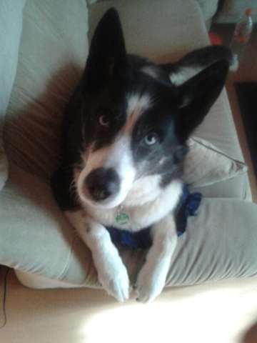 Grauer Husky Vs Schwarzer Husky Hund Zucht Zuchter